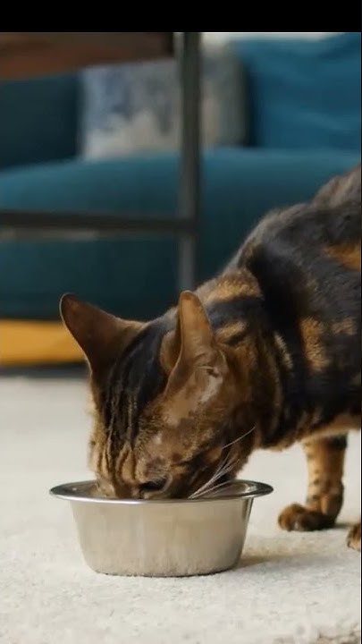 why-do-cats-need-wet-food-youtube