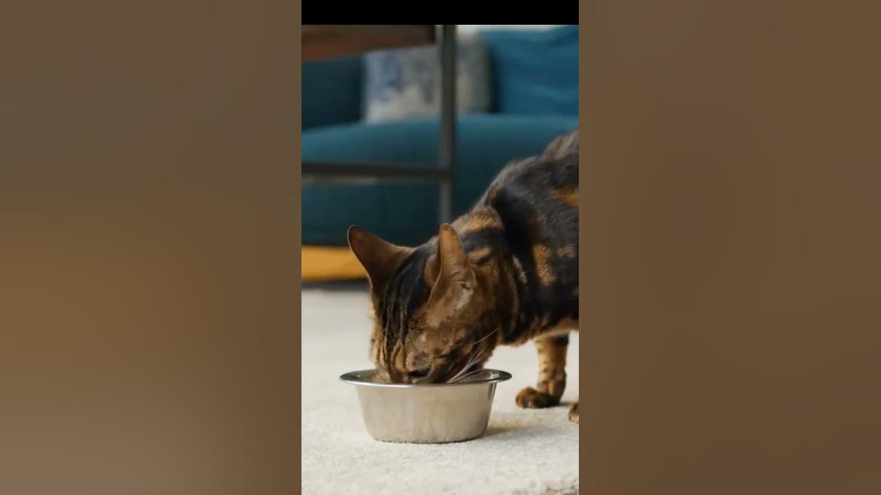 why-do-cats-need-wet-food-youtube