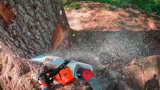 10 Kuution Kuusen Kaato