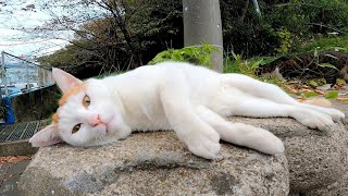 塀の上で撫でられる野良猫が指を舐め返してきてカワイイ