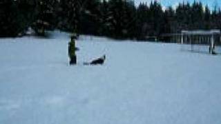 Border Collie 'Jackson' playing in the snow