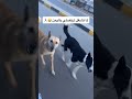 قفل الترند لمن تشغل في اليمن تركض لي تركض لي وفاتح إيدك اكسبلور تصويري لايك ترند