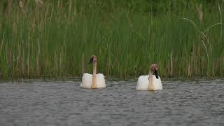 A pair of North American Trumpeter Swans move about and feed on a northern USA Beaver pond