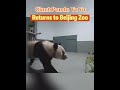 Giant Panda Ya Ya Returns To Beijing Zoo China Panda National Animal Fyp