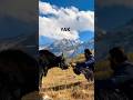 Yak | Yak king of Mountains is on the Top of Mountains.#shorts #shortvideo #nature #travel