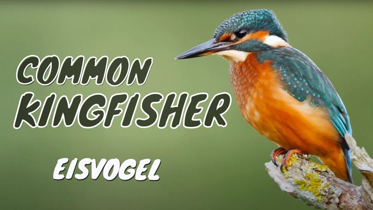 Common Kingfisher, Eurasian Kingfisher or River Kingfisher (Alcedo atthis ♀)