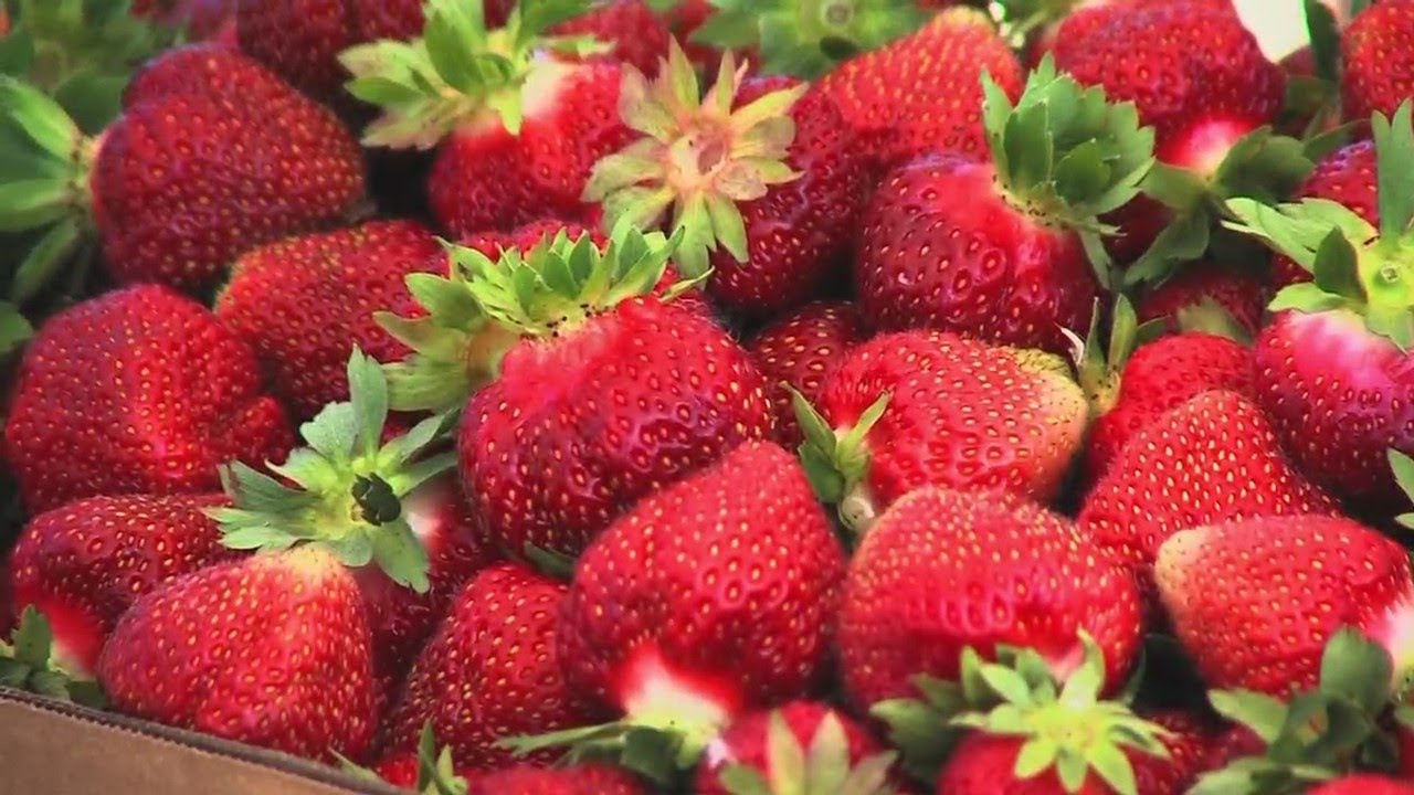 Slow start to strawberry picking season in Northeast Wisconsin