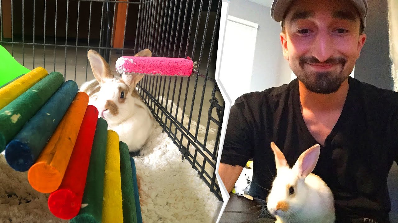 My Rabbit's Quarantine Setup
