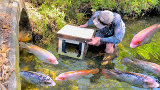 HOMEMADE FISH TRAP CATCHES BIG COLORFUL CREEK FISH!