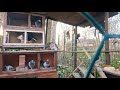 Pigeon mating