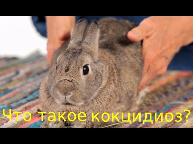 Что такое кокцидиоз у кроликов?