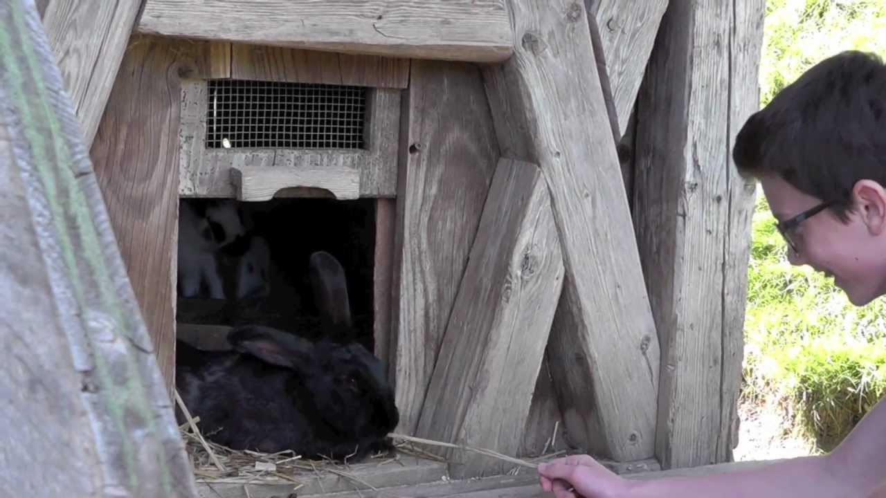 Hünde Podcast mit Jan & Janik 