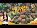 80 kg Ber ball sundari
