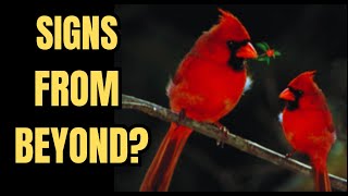 SEEING RED CARDINALS?  🕊️❤️🐦✨