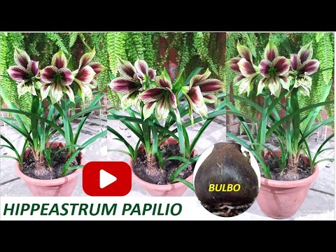 Video: Cómo cuidar el hippeastrum: características de crecimiento y cuidado, consejos