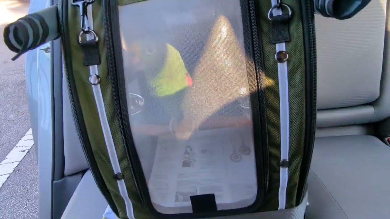 Freedom the Parrot in Brand New Olive Green Celltei Pak o Bird in Car! Oviedo, Florida