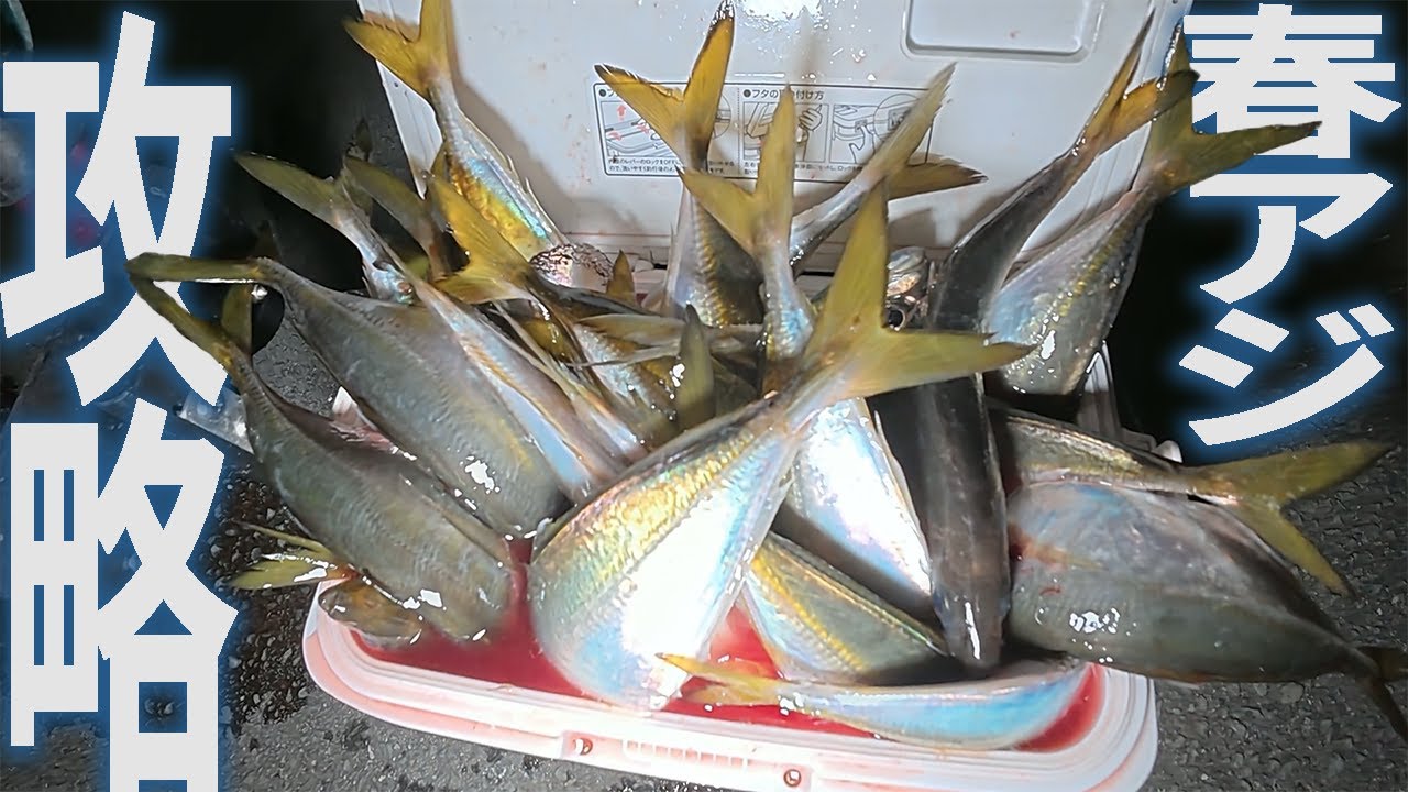 Один кусочек лучшей ставриды настолько вкусен, что вы попадете на небеса! [Ajing]