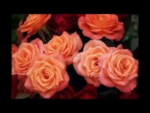 Видео: 5 прости правила за грижа за розите през есента. Превантивно лечение. Подслон. Снимка