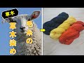 【草木】毛糸を植物染料で染める/ 【Plants】 Dying wool with vegetable dyes
