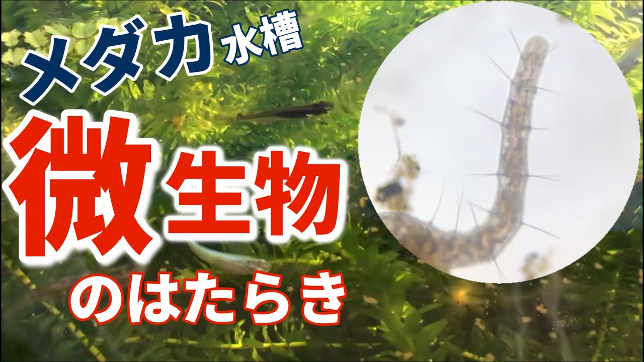実験 メダカ水槽の水中の微生物は有機物を分解するのか 生態系の中での分解者のはたらき Youtube 実験 メダカ水槽の水中の微生物は有機物を分解するのか 生態系の中での分解者のはたらき Youtube