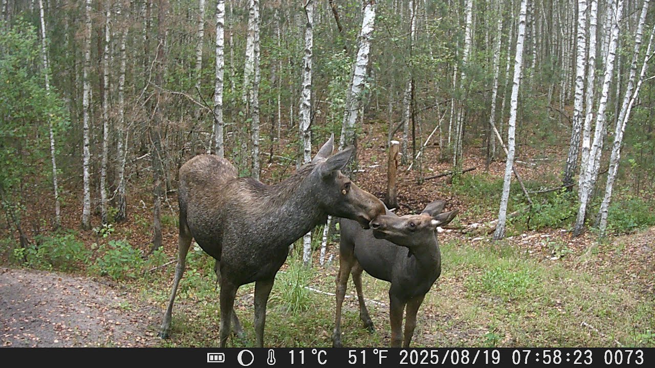 Лосі прийшли до солонця | The moose came to the salt🫎