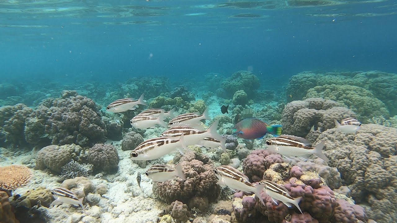 Snorkeling Philippines 2020 (El Nido, Coron, Balicasag)