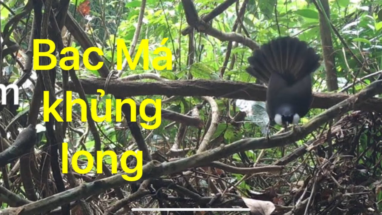 Bẫy khướu bạc má bằng thòng #baykhuou #baychim #baychoelua #khuoumairo #khuouhotmua