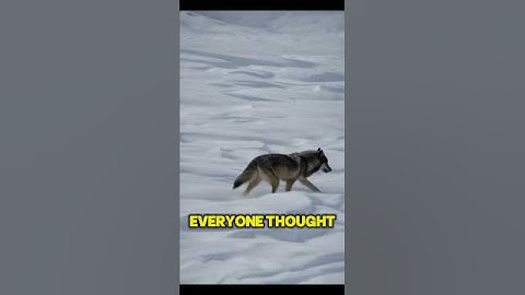 Unity is Power 🐺  Lone Wolf Finds Strength with the Pack #Motivation”#wildlife #nature #animals