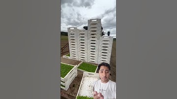 lettuce farming #farming #agriculture #farmer #trending #farming #youtubeshorts #viral #satisfying