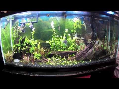 T8 Lighting and Low Light LEDs for Planted Tanks