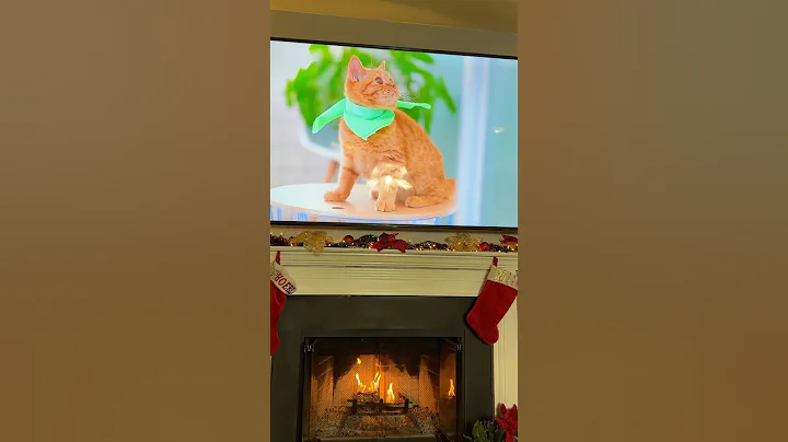 Video 6844731: british shorthair cattery, color british shorthair, beautiful british shorthair, kitten britishshorthair kitty