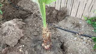 Planting A Palm Tree: Washingtonia Filifera