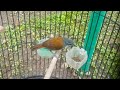 Kicauan Unik Burung Tepus Dada Putih Burung Tepus Yang Jarang Diketahui Mp3 - Mp4 Download