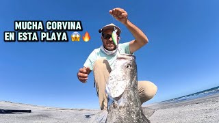 Encontramos la playa llena de Corvinas // PESCA de ORILLA con MINNOW 