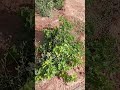جفن العنب
