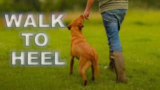 GUN DOG TRAINING  Walking To Heel