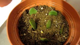 Propagate Jade Plants - 7 week Update!