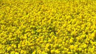 権現堂堤20110412