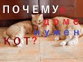 Почему в доме нужен кот! Why a cat is needed in the house! 为什么房子里需要一只猫