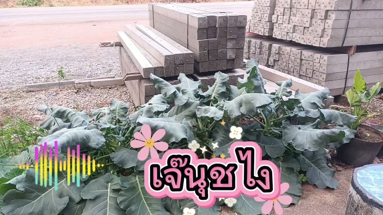 รีวิวบรรยากาศหลังเลิกงาน ลายพิณภูไทม่วนๆ คนเขาวงกาฬสินธุ์ #เจ๊นุชไง 