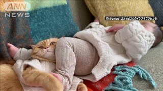「動じないニャン」　蹴られても潰されても…されるがまま　赤ちゃんにくっつく猫　　【羽鳥慎一モーニングショー】(2024年1月24日)