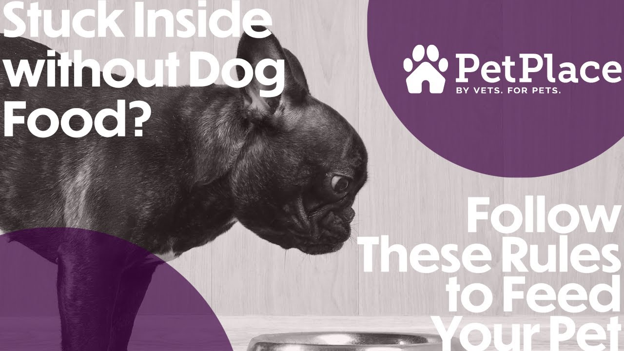 Safe Dog Food Alternatives YouTube