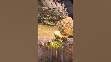 Sword Breaker Dagger: Myth or Reality?