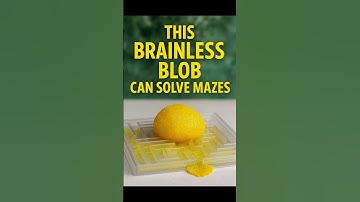 This Brainless Blob Can Solve Maze  #educationalshorts #wildlife #facts #animalscience #mold