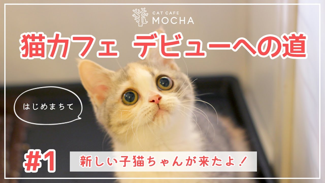 猫カフェデビューへの道 新しい子猫ちゃんが来たよ Youtube
