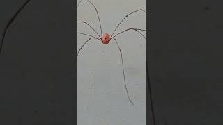 Daddy Long Legs