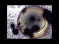 Inner Earth Technologies Sample Oil Well Video Inspection.