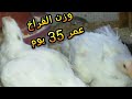 وزن الفراخ البيضاء و الساسو عمر 35 يوم و نهاية الدورة و كلام مهم