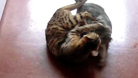 Watch the video about Bengal cat vs abyssinian cat 2