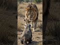 The jungle rules #wildlife #honey badger#cruelnature #fearlesshoneybadger #trending  #new post